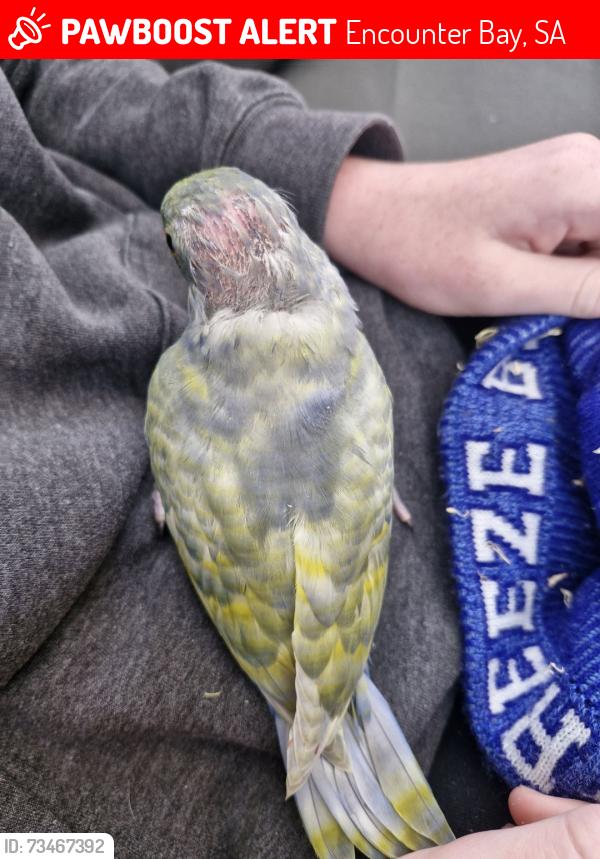 Lost Male Bird last seen Marlin Tce to the no thro road across the bridge, Encounter Bay, SA 5211