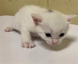 Shelter Stray Female Cat last seen VAN HORN CT & LEFORD WAY, 2127 Front St, Sacramento, CA 95818, USA