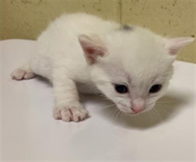 Shelter Stray Female Cat last seen VAN HORN CT & LEFORD WAY, 2127 Front St, Sacramento, CA 95818, USA