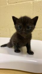 Shelter Stray Female Cat last seen VAN HORN CT & LEFORD WAY, 2127 Front St, Sacramento, CA 95818, USA