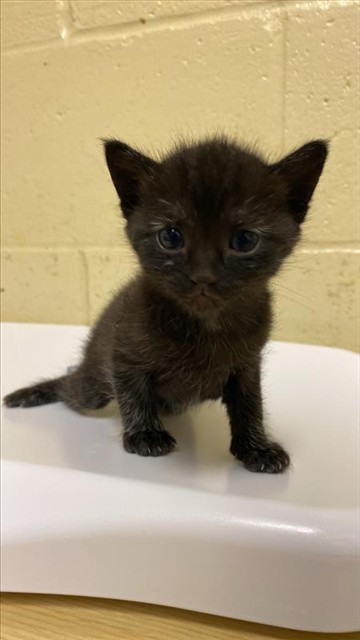 Shelter Stray Female Cat last seen VAN HORN CT & LEFORD WAY, 2127 Front St, Sacramento, CA 95818, USA