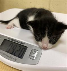 Shelter Stray Female Cat last seen VAN HORN CT & LEFORD WAY, 2127 Front St, Sacramento, CA 95818, USA