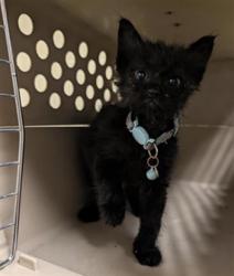 Shelter Stray Male Cat last seen AUBURN BLVD & EL CAMINO AVE, 2127 Front St, Sacramento, CA 95818, USA