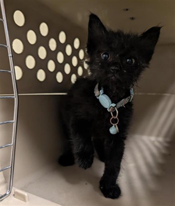 Shelter Stray Male Cat last seen AUBURN BLVD & EL CAMINO AVE, 2127 Front St, Sacramento, CA 95818, USA