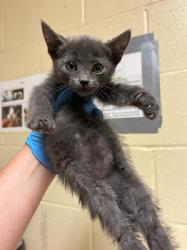 Shelter Stray Female Cat last seen RICHLANDS WAY & SEAFORD DR, 2127 Front St, Sacramento, CA 95818, USA