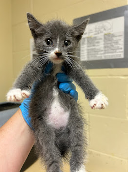 Shelter Stray Female Cat last seen RICHLANDS WAY & SEAFORD DR, 2127 Front St, Sacramento, CA 95818, USA