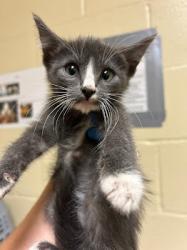 Shelter Stray Male Cat last seen RICHLANDS WAY & SEAFORD DR, 2127 Front St, Sacramento, CA 95818, USA