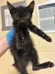Shelter Stray Female Cat last seen RICHLANDS WAY & SEAFORD DR, 2127 Front St, Sacramento, CA 95818, USA