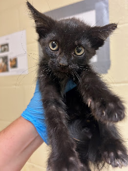 Shelter Stray Male Cat last seen RICHLANDS WAY & SEAFORD DR, 2127 Front St, Sacramento, CA 95818, USA