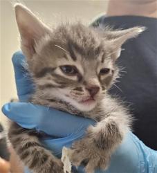 Shelter Stray Male Cat last seen Near BLOCK JOHNSON RD, BAKERSFIELD CA 93314, 3951 Fruitvale Ave, Bakersfield, CA 93308, USA