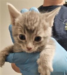 Shelter Stray Female Cat last seen Near BLOCK JOHNSON RD, BAKERSFIELD CA 93314, 3951 Fruitvale Ave, Bakersfield, CA 93308, USA