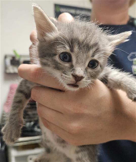 Shelter Stray Male Cat last seen Near BLOCK JOHNSON RD, BAKERSFIELD CA 93314, 3951 Fruitvale Ave, Bakersfield, CA 93308, USA