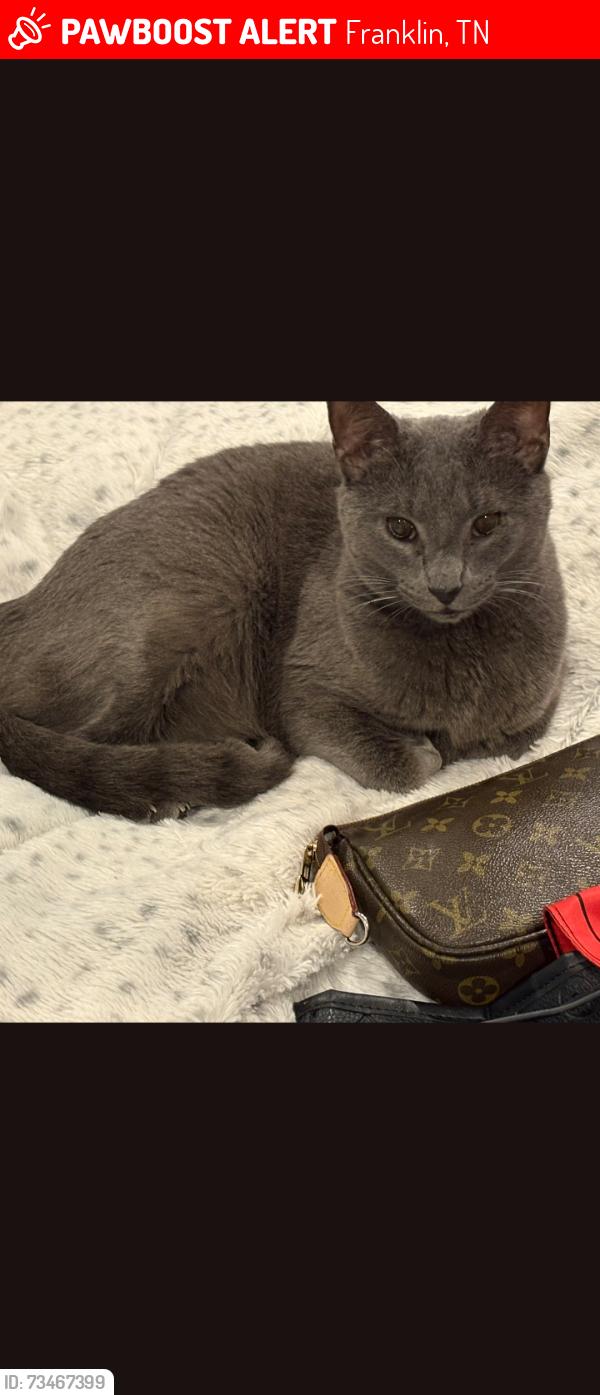 Lost Male Cat last seen Prescott, Franklin, TN 37069
