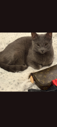 Lost Male Cat last seen Prescott, Franklin, TN 37069