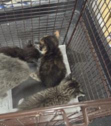 Shelter Stray Female Cat last seen , 14409 Vanowen St, Van Nuys, CA 91405, USA
