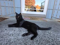 Found/Stray Unknown Cat last seen 117th and siskiyou, Portland, OR 97220