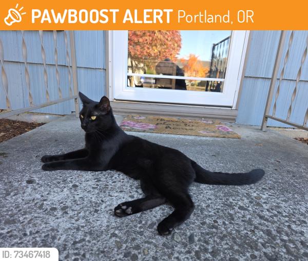Found/Stray Unknown Cat last seen 117th and siskiyou, Portland, OR 97220