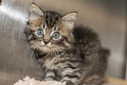 Shelter Stray Male Cat last seen CHARLOTTE, 8315 Byrum Dr, Charlotte, NC 28217, USA