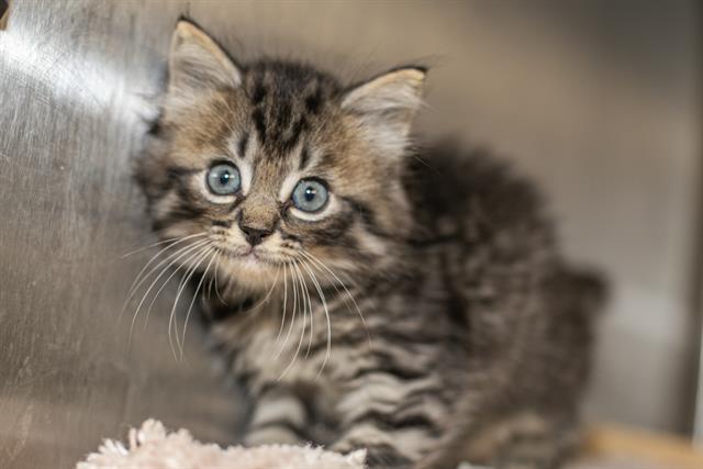 Shelter Stray Male Cat last seen CHARLOTTE, 8315 Byrum Dr, Charlotte, NC 28217, USA