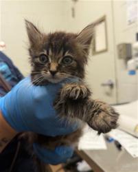 Shelter Stray Female Cat last seen NACION AVE AND PRINCESS MANOR CT, 130 Beyer Way, Chula Vista, CA 91911, USA