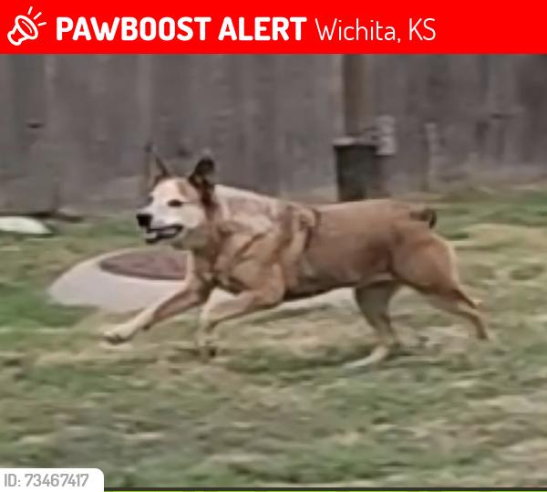 Lost Female Dog last seen 25th and Amidon, Wichita, KS 67204