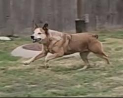 Lost Female Dog last seen 25th and Amidon, Wichita, KS 67204