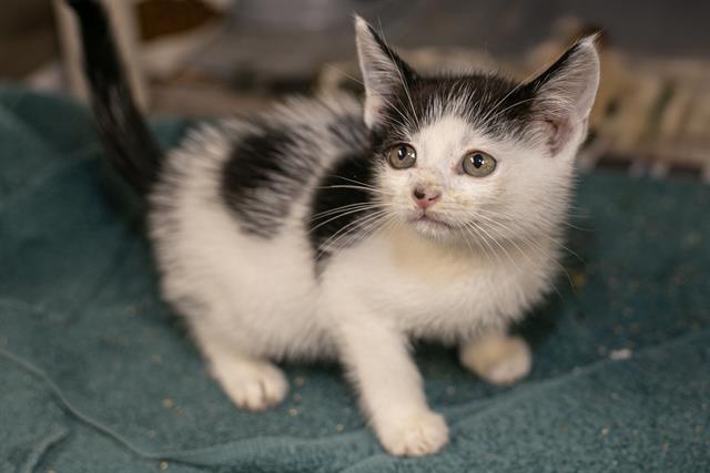 Shelter Stray Female Cat last seen CHARLOTTE, 8315 Byrum Dr, Charlotte, NC 28217, USA