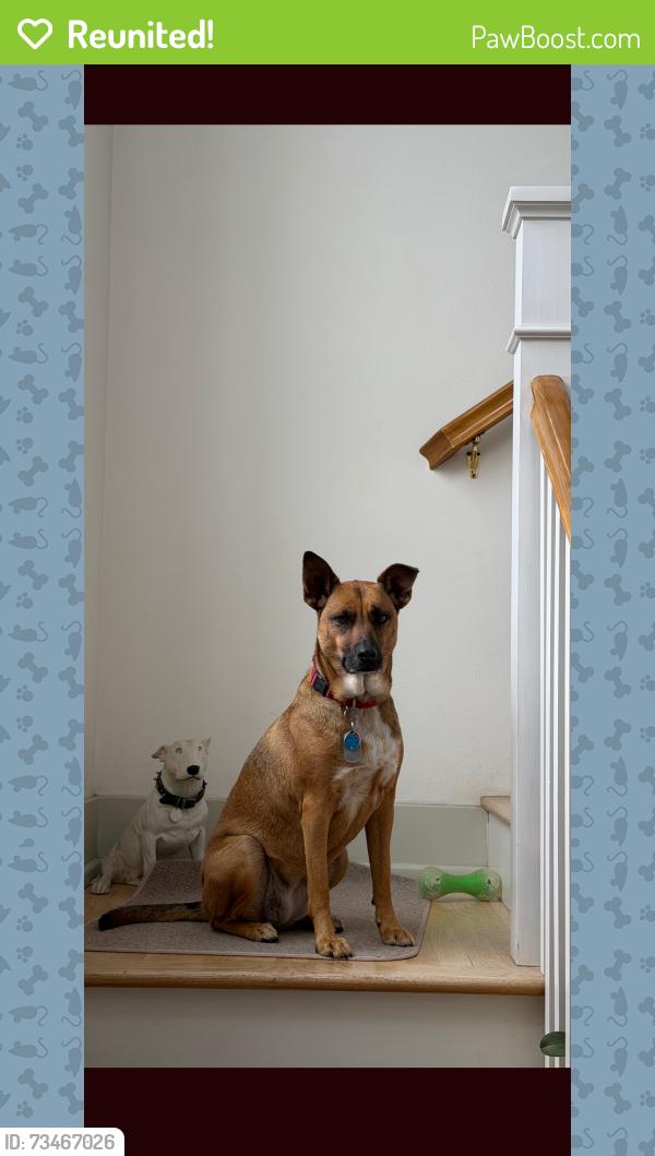 Reunited Female Dog last seen Dwight & Myrtle, San Diego, CA 92104