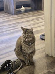 Lost Female Cat last seen Barstow & Longford, San Diego, CA 92117