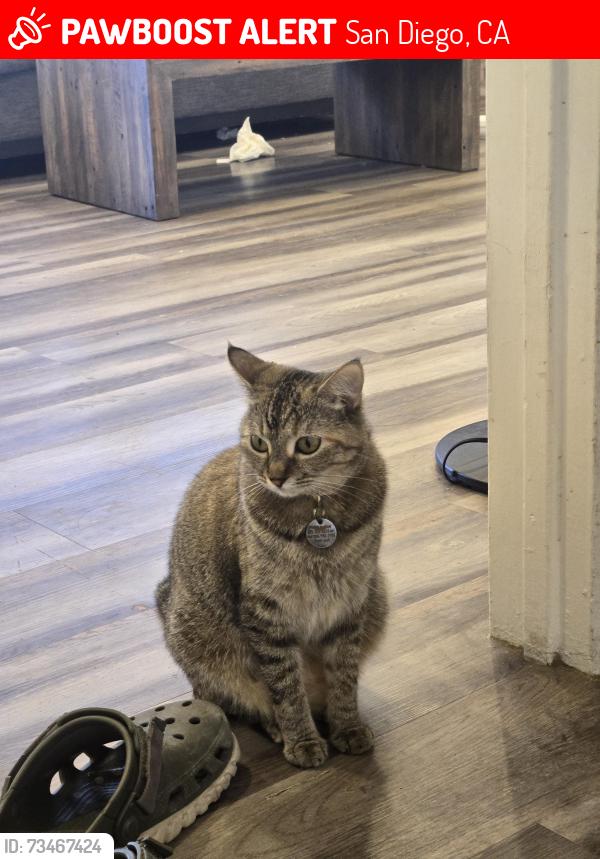 Lost Female Cat last seen Barstow & Longford, San Diego, CA 92117