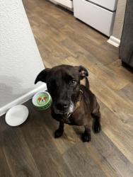 Found/Stray Female Dog last seen Near imperial valley dr, Houston, TX 77060