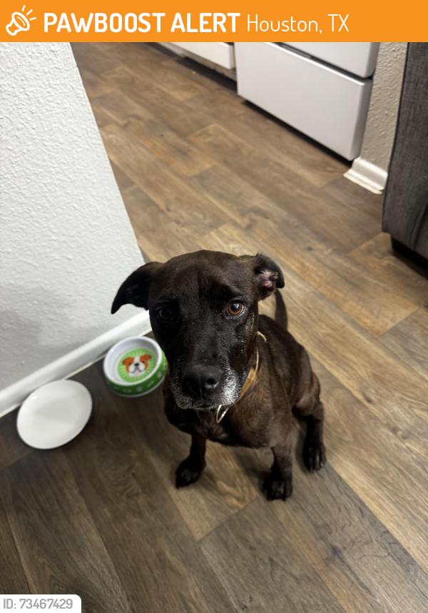 Found/Stray Female Dog last seen Near imperial valley dr, Houston, TX 77060
