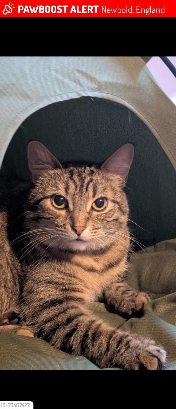 Lost Female Cat last seen Salisbury Avenue, Newbold, England 