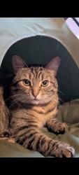 Lost Female Cat last seen Salisbury Avenue, Newbold, England 
