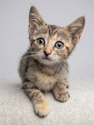 Shelter Stray Female Cat last seen Near BLOCK NOLAN ST, 2020 Forest St, Jacksonville, FL 32204, USA