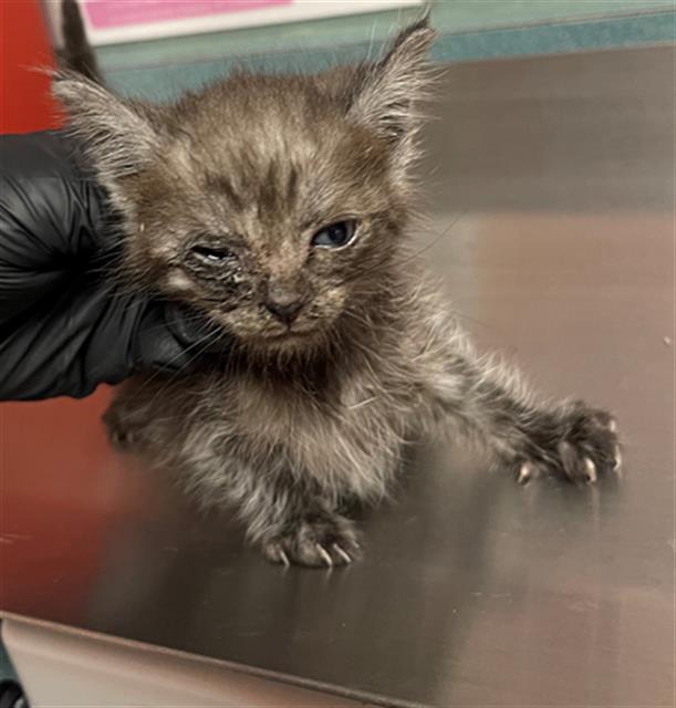 Shelter Stray Male Cat last seen Near BLOCK IDLEWILD, 127 Humane Ln, Columbia, SC 29201, USA