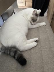 Reunited Male Cat last seen Sandpiper Dr., Anchorage, AK 99516