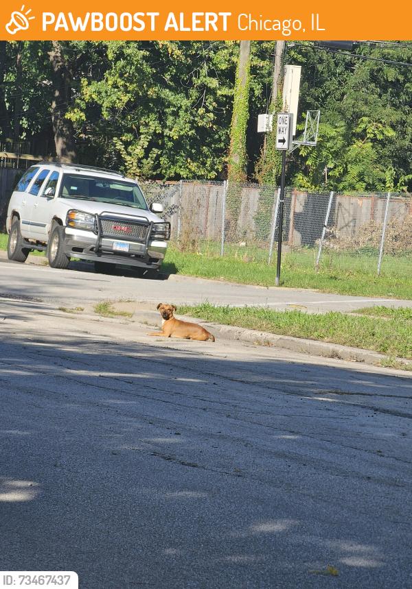 Found/Stray Unknown Dog last seen 54th and Morgan, Chicago, IL 60609