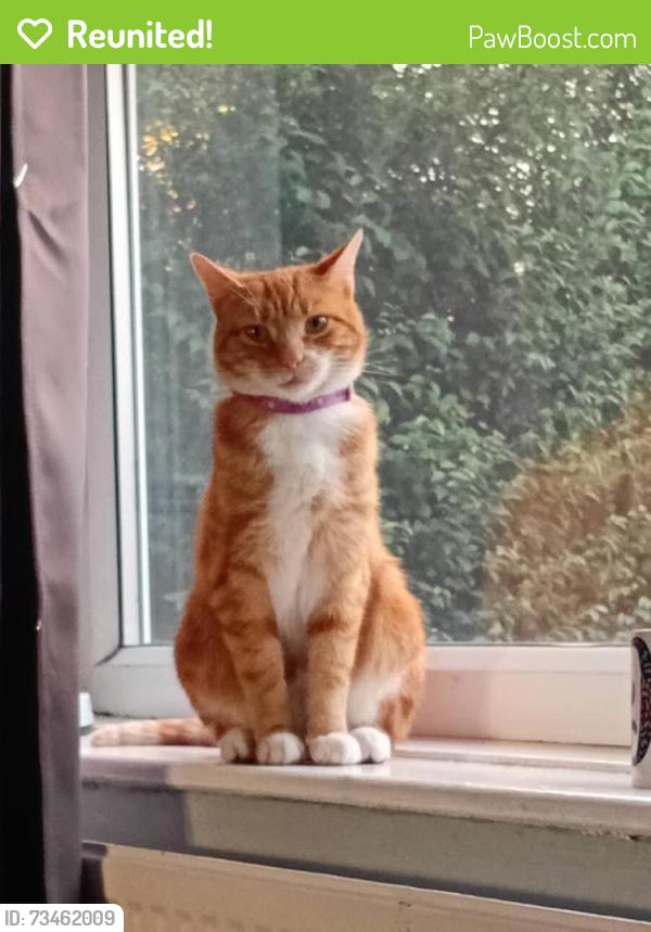 Reunited Male Cat last seen Hill end crescent leeds armley, West Yorkshire, England 