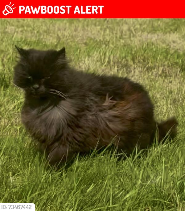 Lost Male Cat last seen Creevytenant road, Glassdrumman road. Near Ballynahinch, Creevytenant Rd, Northern Ireland BT24 8UJ