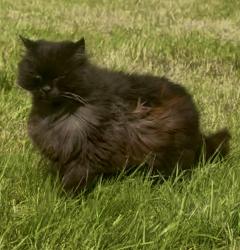 Lost Male Cat last seen Creevytenant road, Glassdrumman road. Near Ballynahinch, Creevytenant Rd, Northern Ireland BT24 8UJ