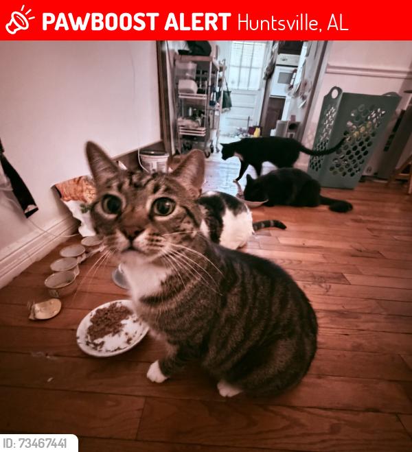 Lost Female Cat last seen Sparkman drive, Huntsville, AL 35810