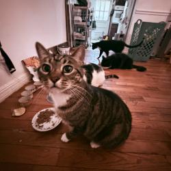 Lost Female Cat last seen Sparkman drive, Huntsville, AL 35810