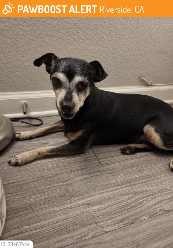 Found/Stray Male Dog last seen Magnolia, Riverside, CA 92504