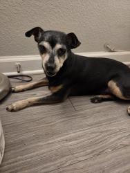 Found/Stray Male Dog last seen Magnolia, Riverside, CA 92504