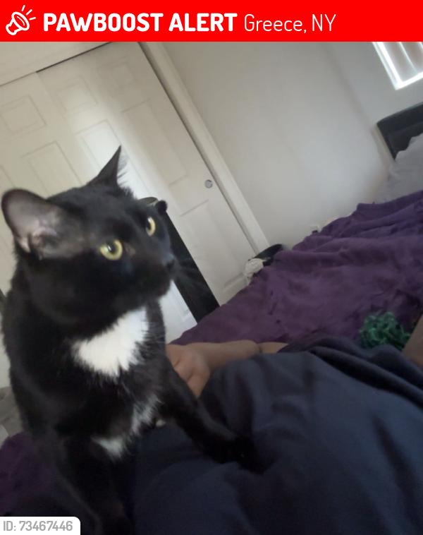 Lost Male Cat last seen Milford, Greece, NY 14615