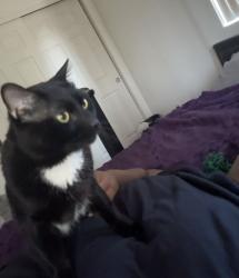 Lost Male Cat last seen Milford, Greece, NY 14615