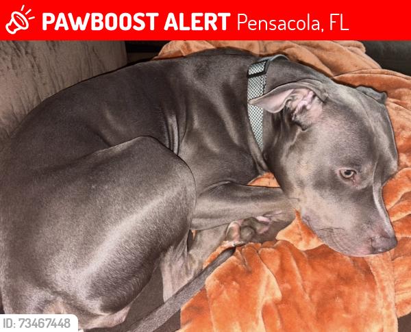 Lost Female Dog last seen Cordova mall, Pensacola, FL 32503