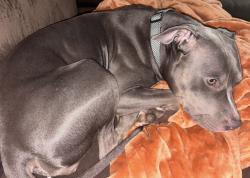 Lost Female Dog last seen Cordova mall, Pensacola, FL 32503