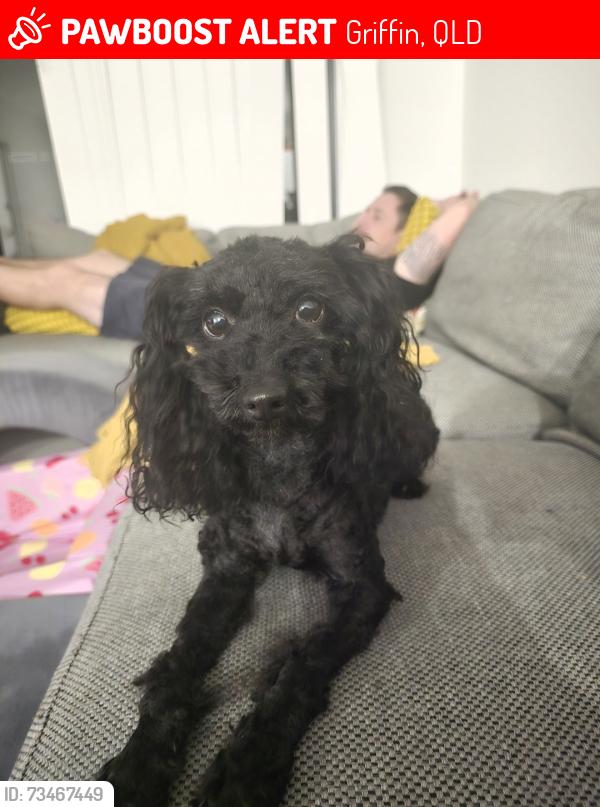 Lost Male Dog last seen Bramble Street, Griffin, Griffin, QLD 4503